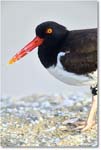 Oystercatcher_Assateague_2025Jun_R5D01927