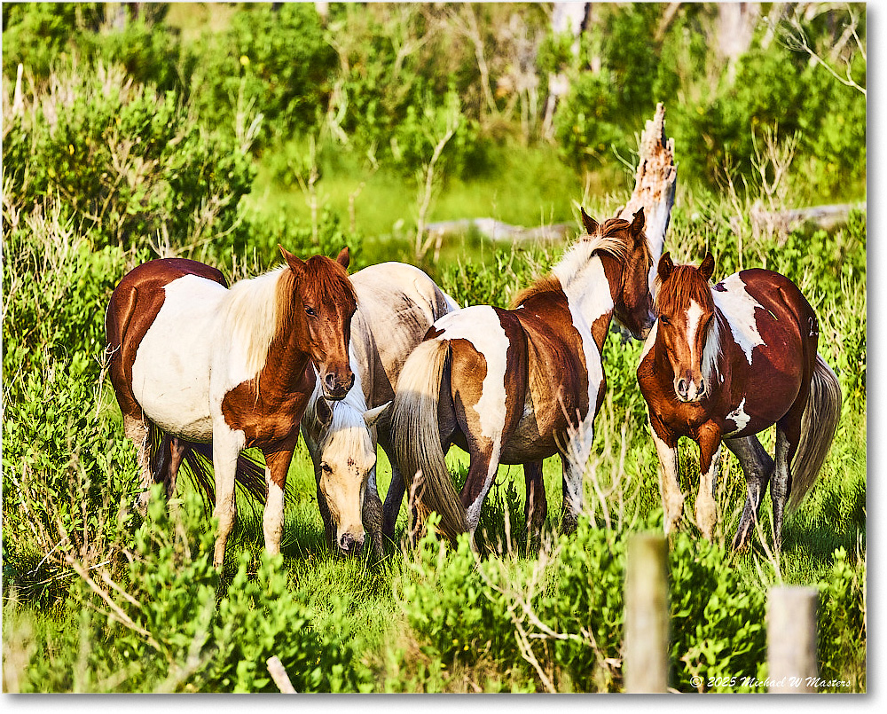 Pony_ChincoteagueNWR_2025Jun_R5A25925