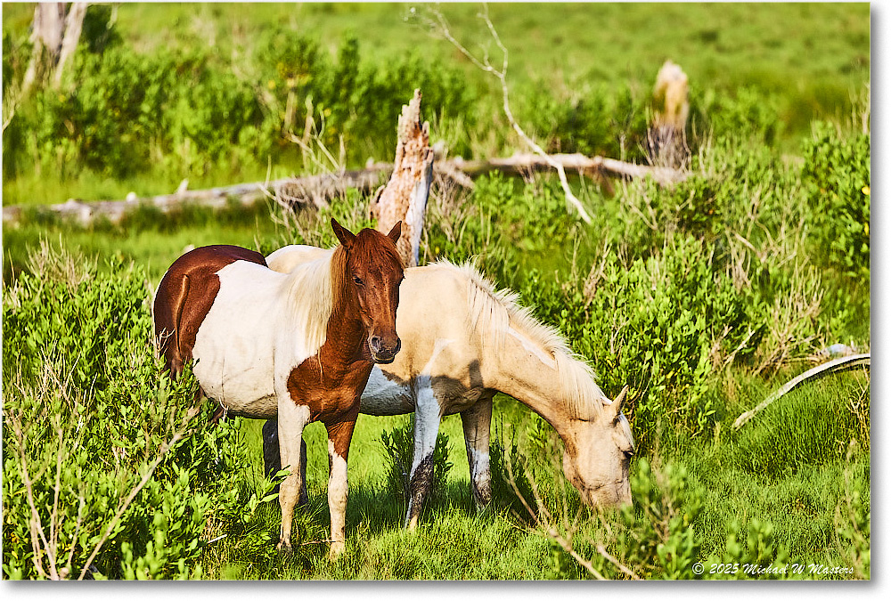 Pony_ChincoteagueNWR_2025Jun_R5A25927