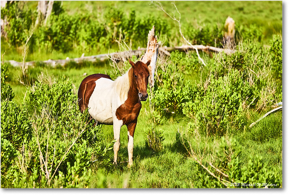 Pony_ChincoteagueNWR_2025Jun_R5A25933