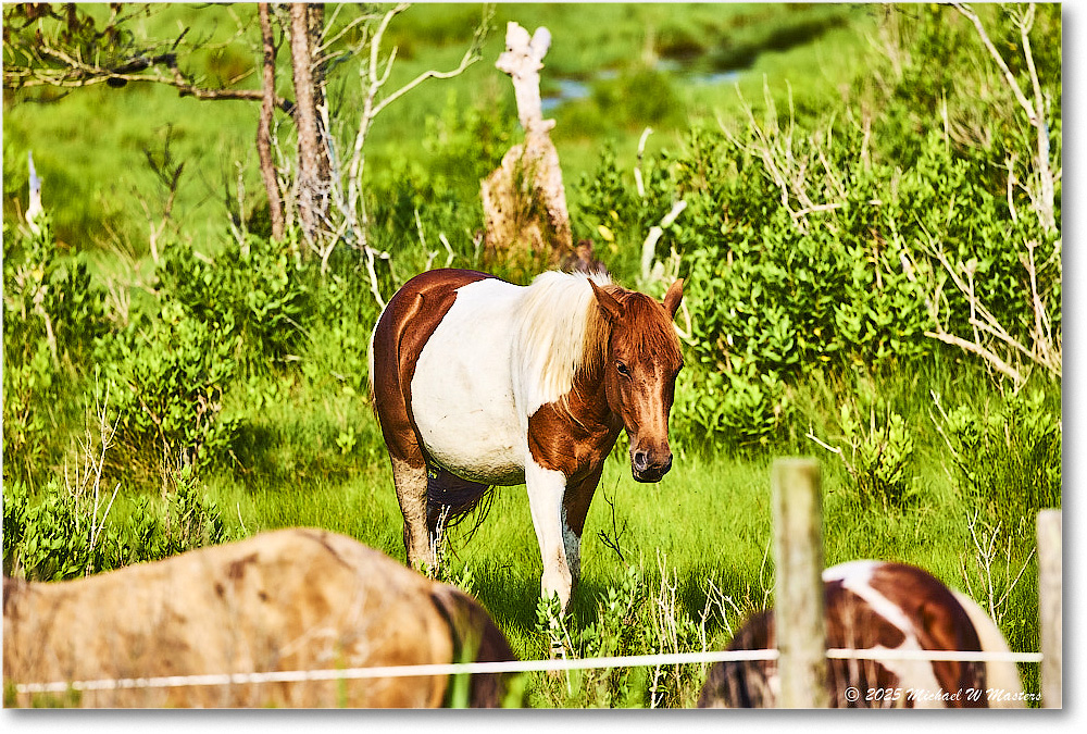 Pony_ChincoteagueNWR_2025Jun_R5A25935