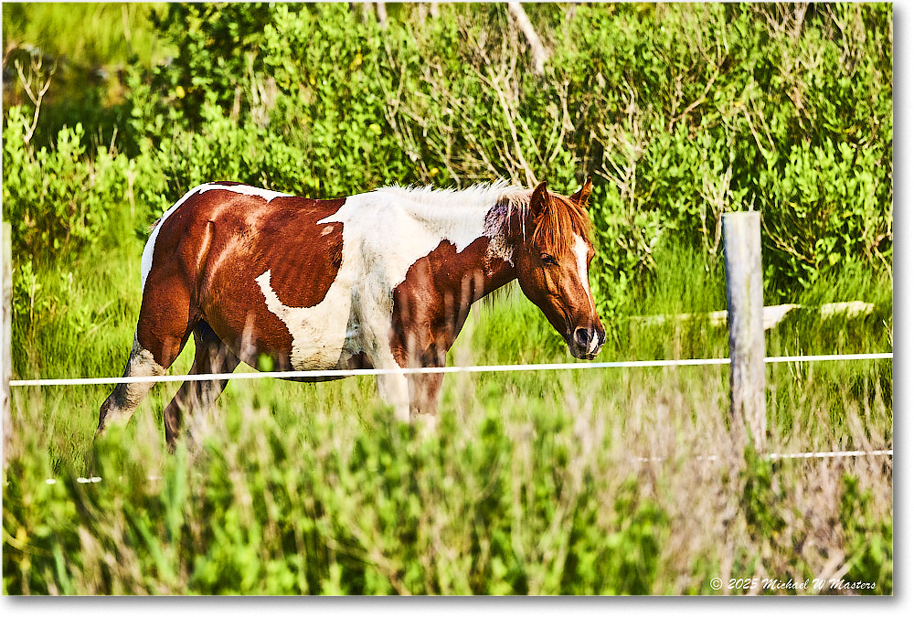 Pony_ChincoteagueNWR_2025Jun_R5A25940