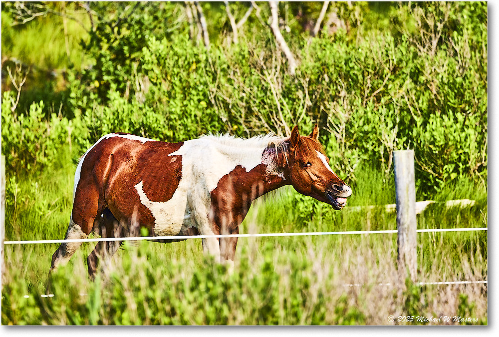 Pony_ChincoteagueNWR_2025Jun_R5A25941