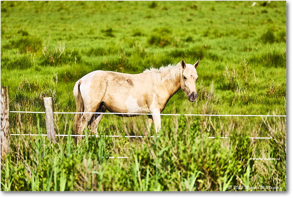Pony_ChincoteagueNWR_2025Jun_R5A25949