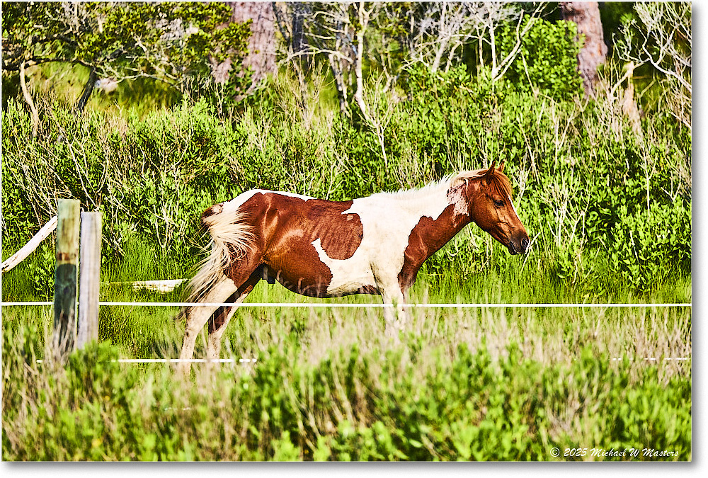 Pony_ChincoteagueNWR_2025Jun_R5A25951