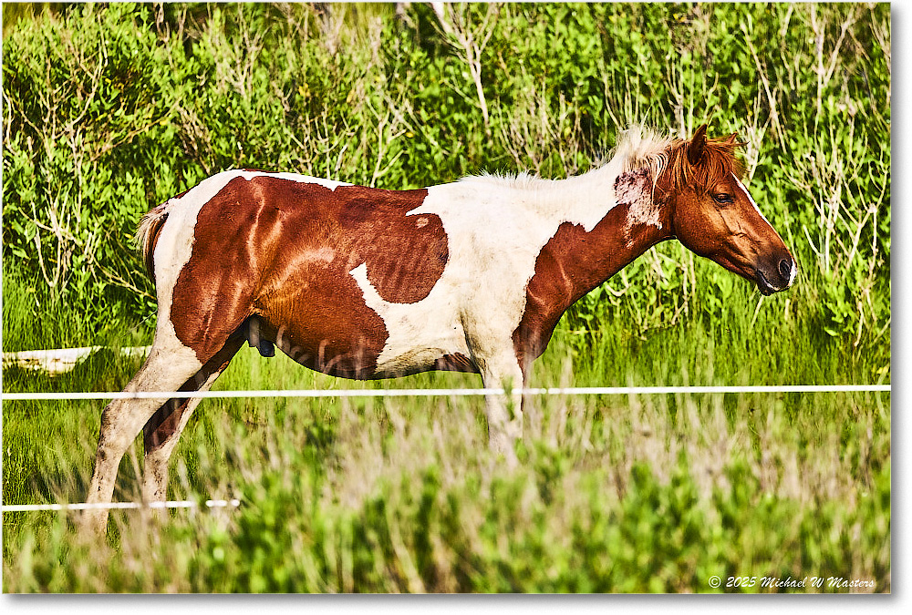 Pony_ChincoteagueNWR_2025Jun_R5A25954