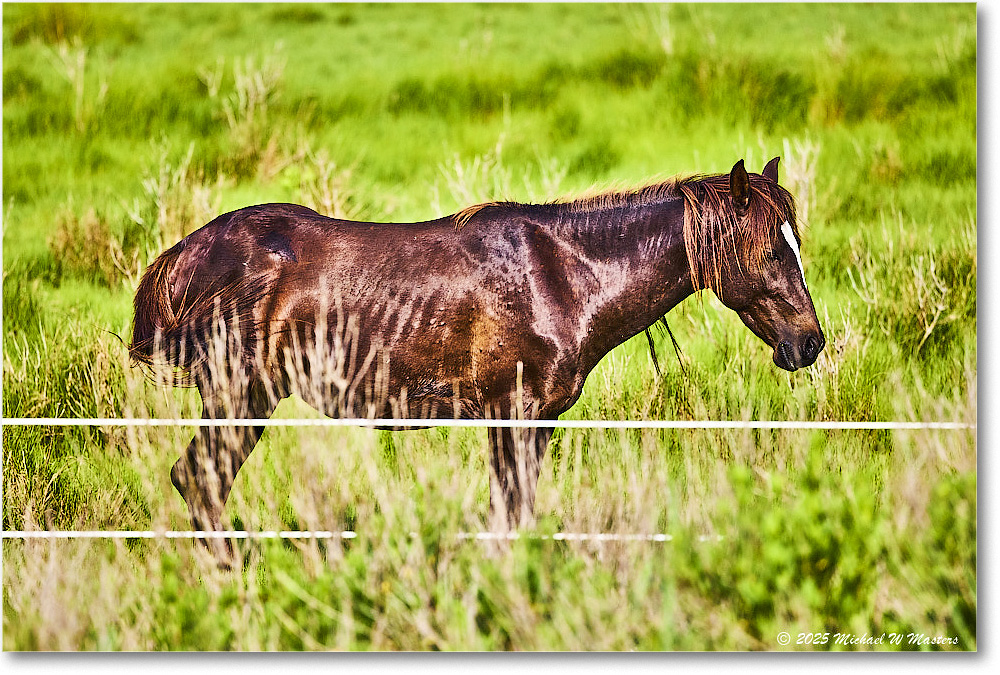 Pony_ChincoteagueNWR_2025Jun_R5A25963