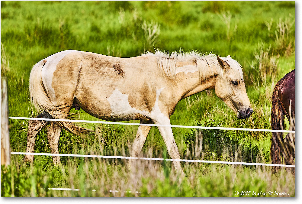 Pony_ChincoteagueNWR_2025Jun_R5A25964