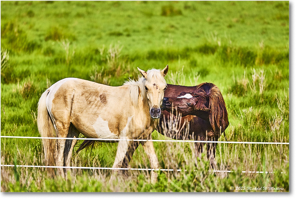 Pony_ChincoteagueNWR_2025Jun_R5A25967