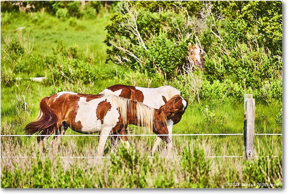 Pony_ChincoteagueNWR_2025Jun_R5A25971