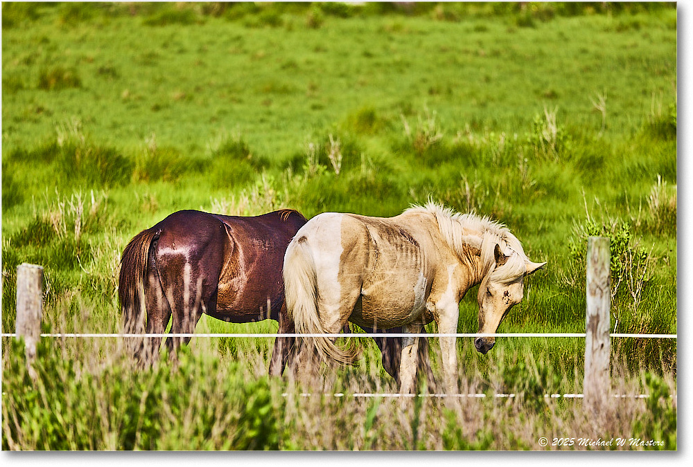 Pony_ChincoteagueNWR_2025Jun_R5A25974