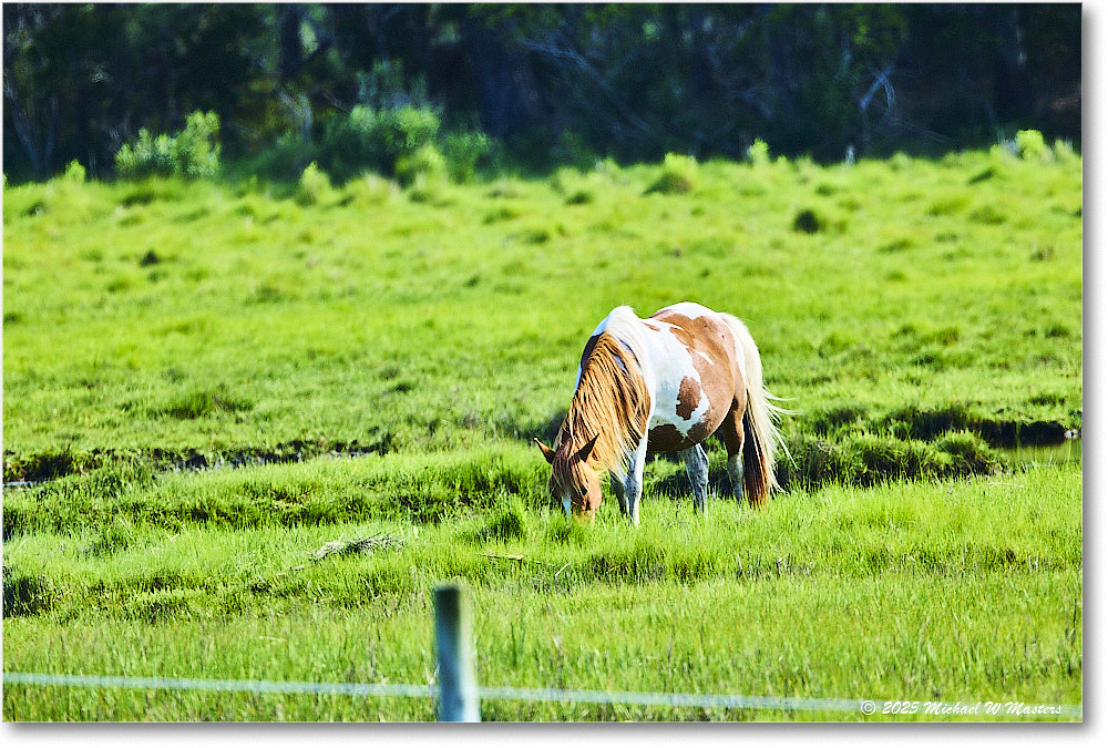 Pony_ChincoteagueNWR_2025Jun_R5D01658