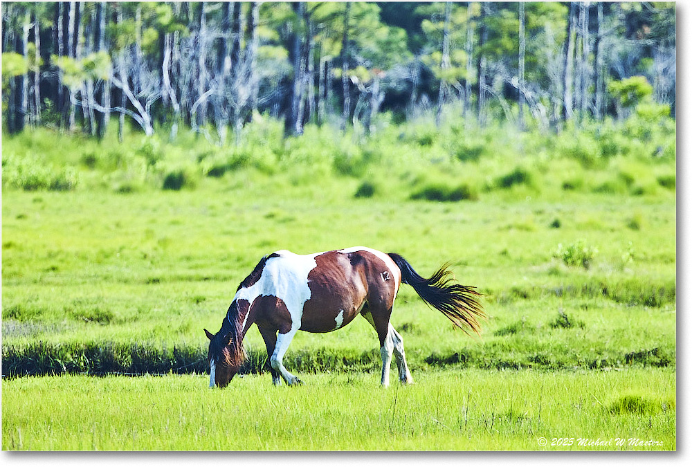 Pony_ChincoteagueNWR_2025Jun_R5D01660