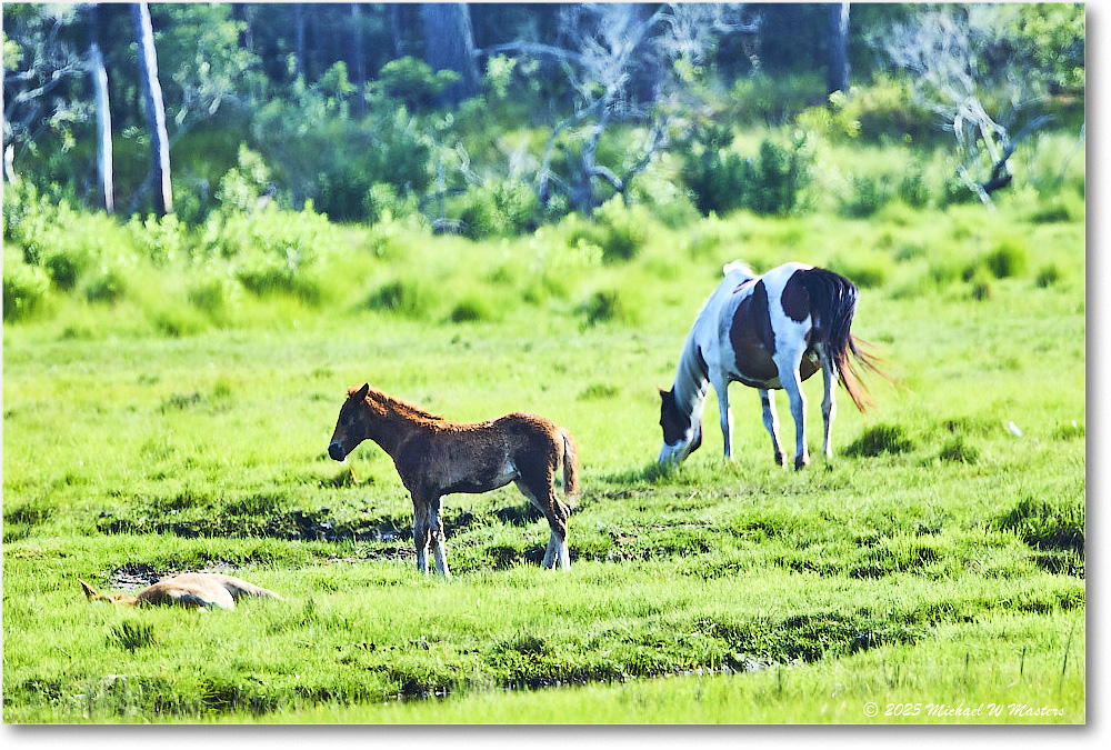 Pony_ChincoteagueNWR_2025Jun_R5D01661