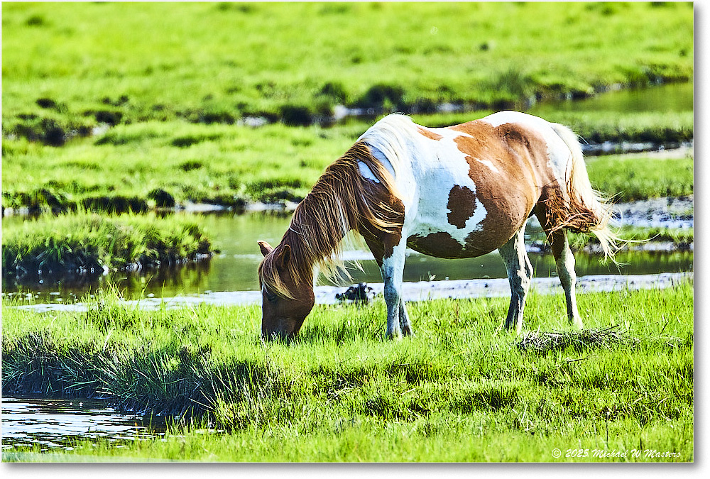 Pony_ChincoteagueNWR_2025Jun_R5D01668