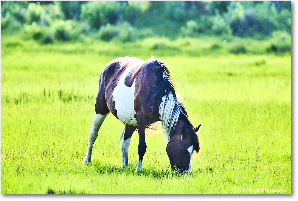 Pony_ChincoteagueNWR_2025Jun_R5D01676