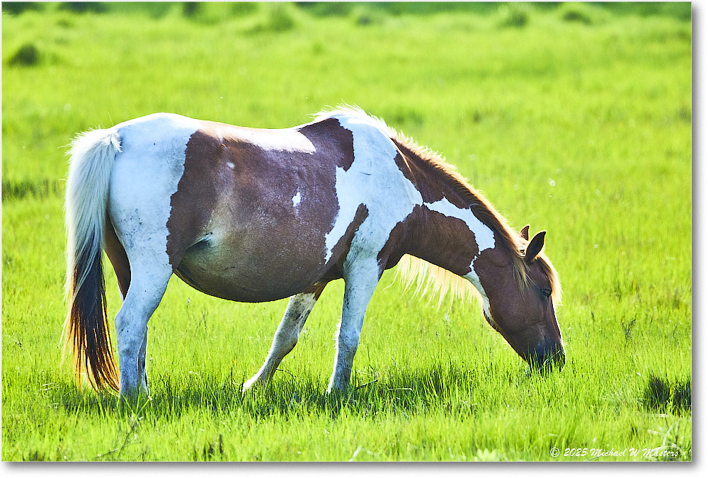 Pony_ChincoteagueNWR_2025Jun_R5D01678