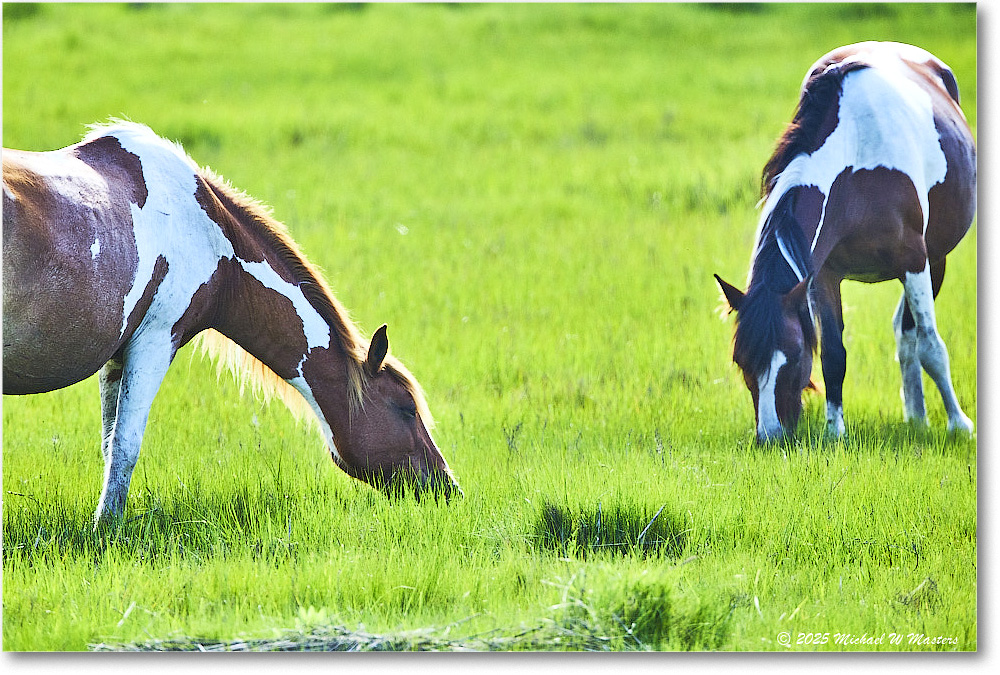 Pony_ChincoteagueNWR_2025Jun_R5D01680