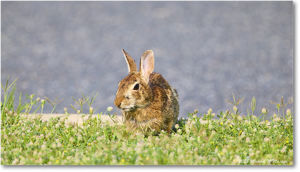 Rabbit_ChincoteagueNWR_2025Jun_R5D01741