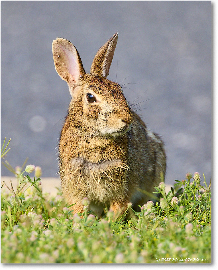 Rabbit_ChincoteagueNWR_2025Jun_R5D01745