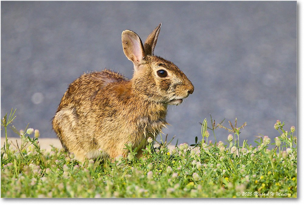 Rabbit_ChincoteagueNWR_2025Jun_R5D01747