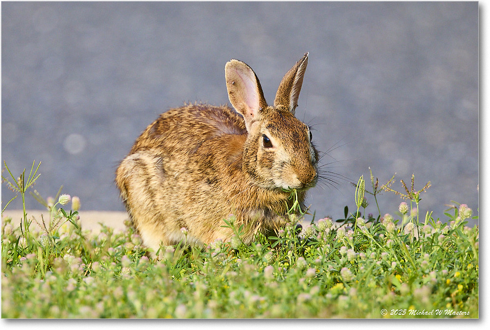 Rabbit_ChincoteagueNWR_2025Jun_R5D01749
