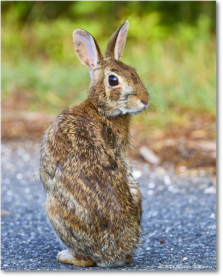 Rabbit_ChincoteagueNWR_2025Jun_R5D01754