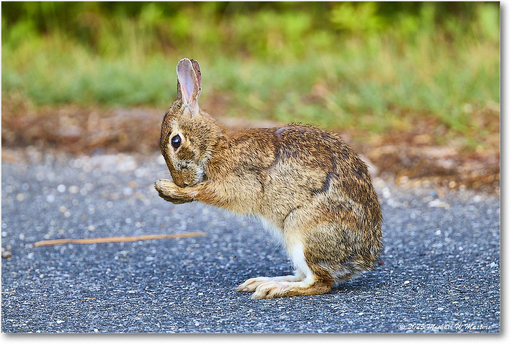 Rabbit_ChincoteagueNWR_2025Jun_R5D01758