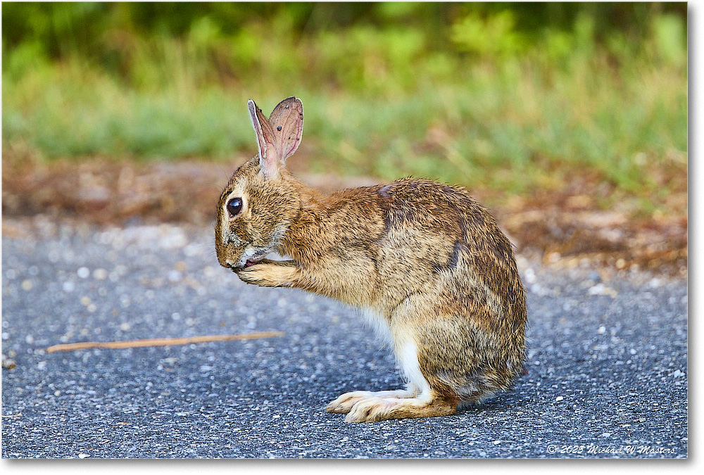 Rabbit_ChincoteagueNWR_2025Jun_R5D01760