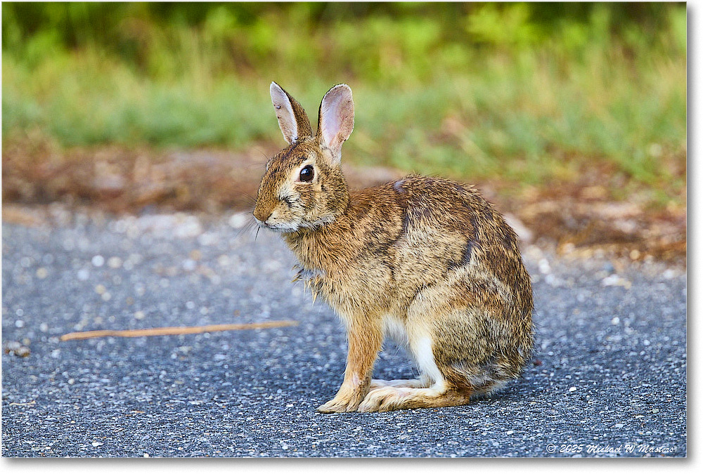 Rabbit_ChincoteagueNWR_2025Jun_R5D01765