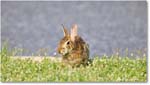 Rabbit_ChincoteagueNWR_2025Jun_R5D01741