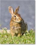 Rabbit_ChincoteagueNWR_2025Jun_R5D01745