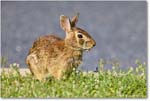 Rabbit_ChincoteagueNWR_2025Jun_R5D01747