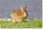 Rabbit_ChincoteagueNWR_2025Jun_R5D01749