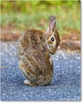 Rabbit_ChincoteagueNWR_2025Jun_R5D01752