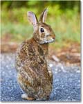Rabbit_ChincoteagueNWR_2025Jun_R5D01754