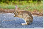 Rabbit_ChincoteagueNWR_2025Jun_R5D01758