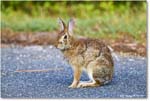 Rabbit_ChincoteagueNWR_2025Jun_R5D01765
