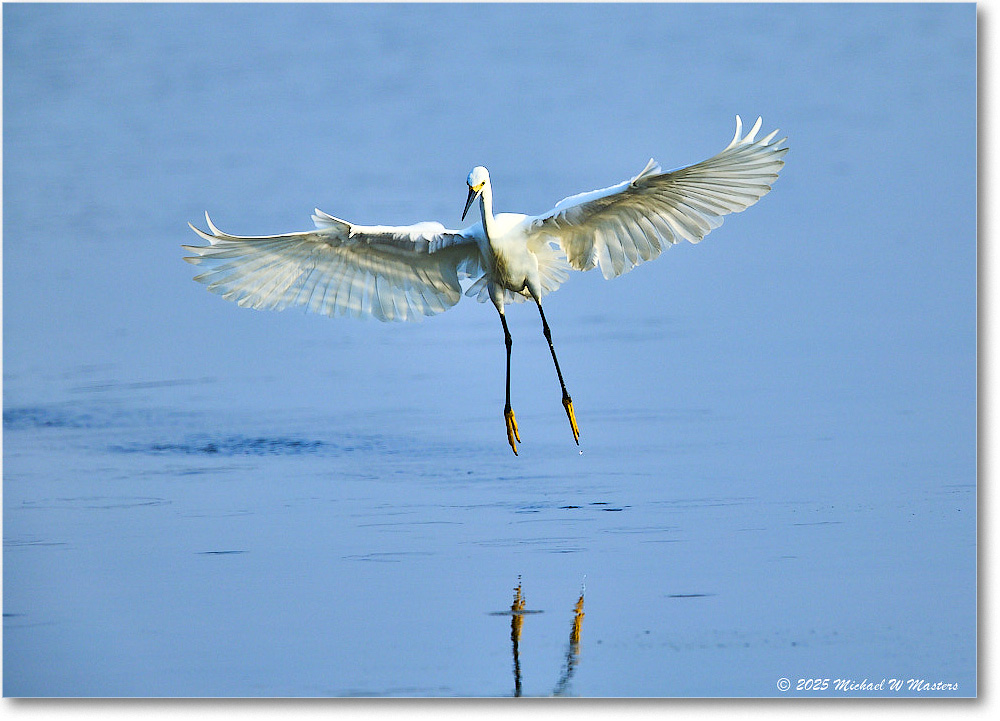SnowyEgret_ChincoteagueNWR_2025Jun_R5C04058