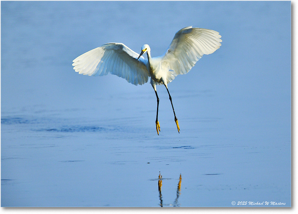SnowyEgret_ChincoteagueNWR_2025Jun_R5C04060