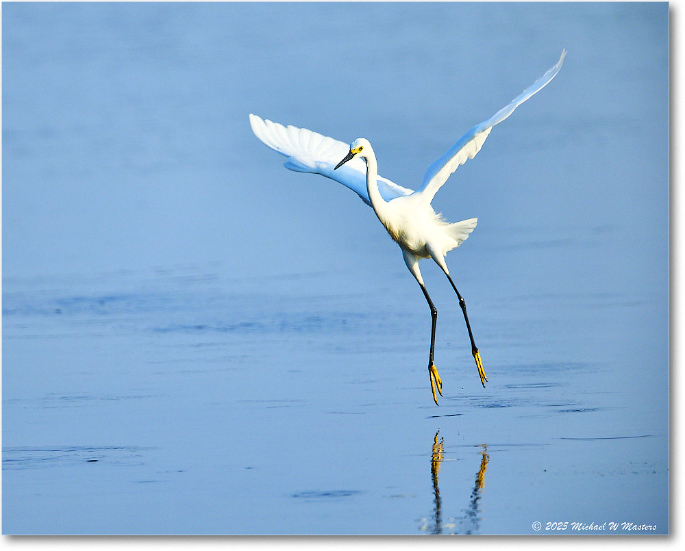 SnowyEgret_ChincoteagueNWR_2025Jun_R5C04067