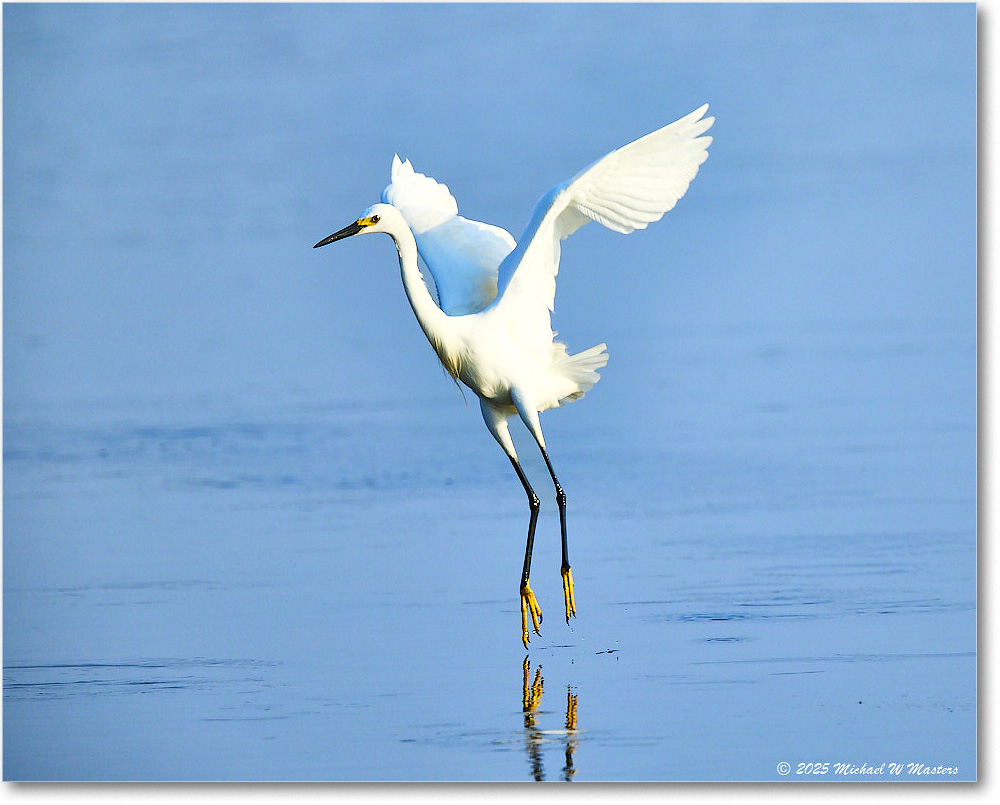 SnowyEgret_ChincoteagueNWR_2025Jun_R5C04073