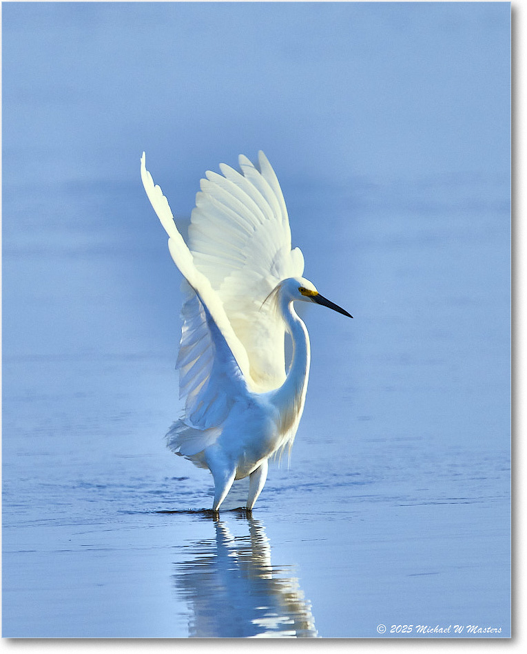 SnowyEgret_ChincoteagueNWR_2025Jun_R5C04136
