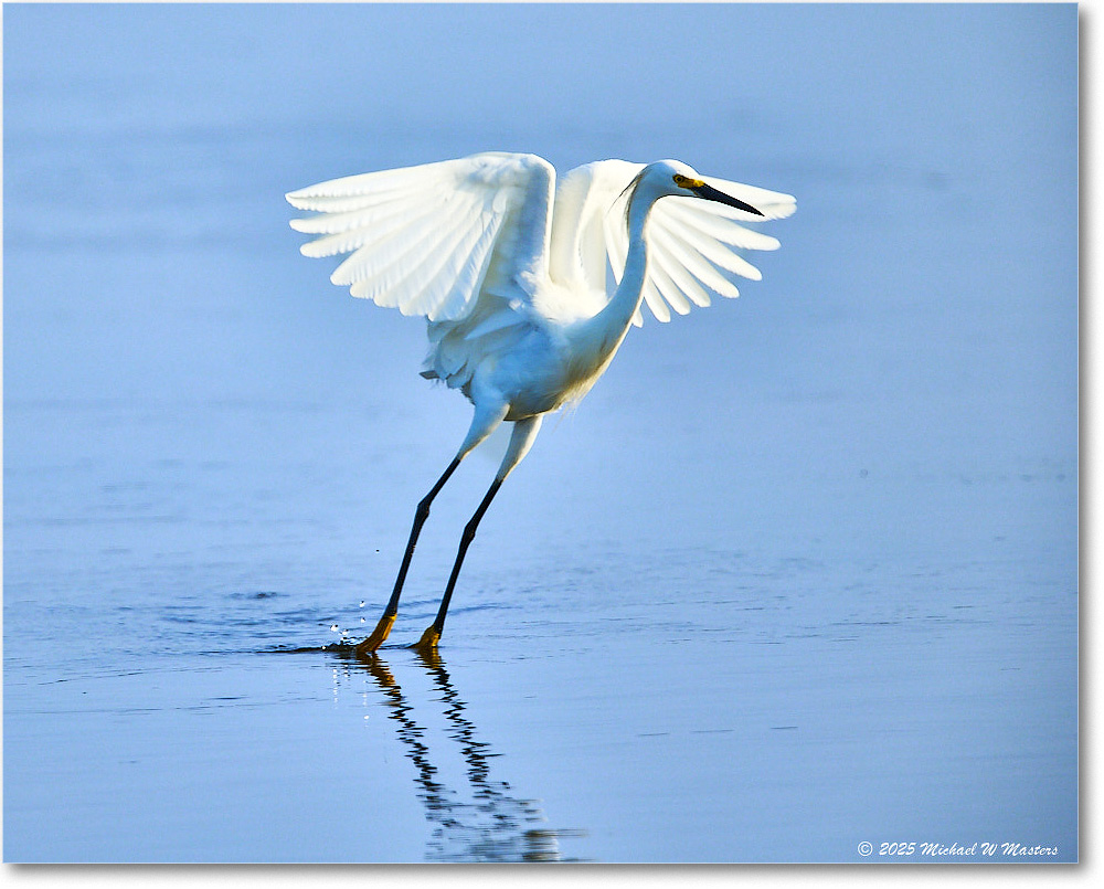 SnowyEgret_ChincoteagueNWR_2025Jun_R5C04141