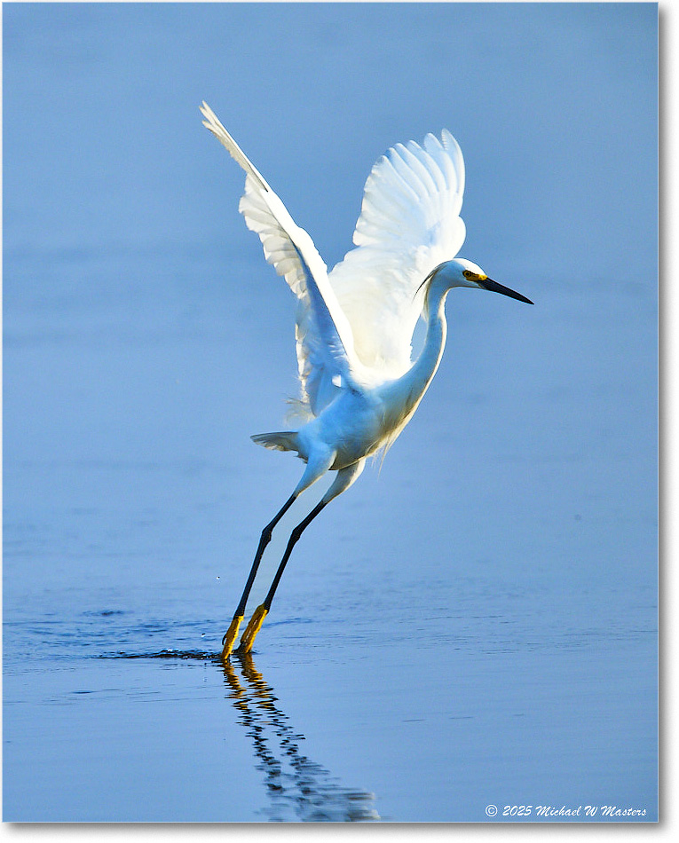 SnowyEgret_ChincoteagueNWR_2025Jun_R5C04142