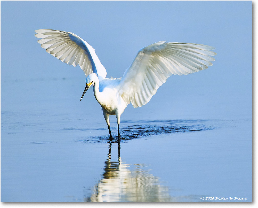 SnowyEgret_ChincoteagueNWR_2025Jun_R5C04191