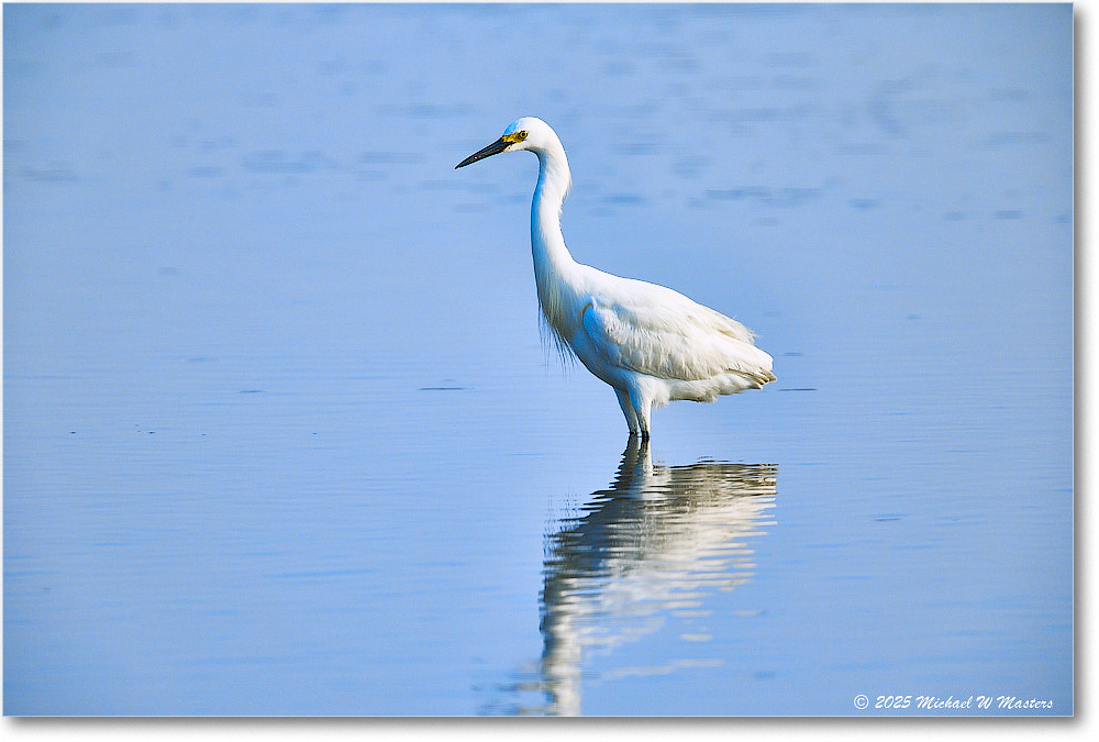 SnowyEgret_ChincoteagueNWR_2025Jun_R5C04335