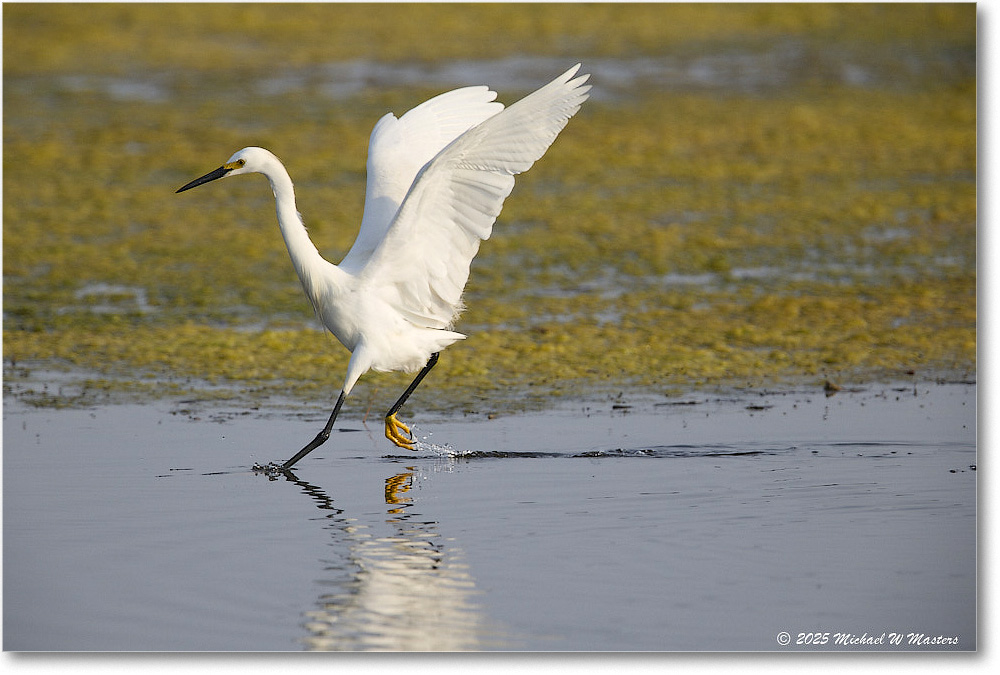 SnowyEgret_ChincoteagueNWR_2025Jun_R5C04504
