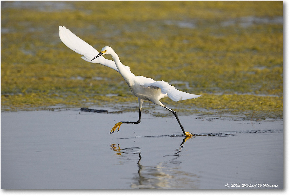 SnowyEgret_ChincoteagueNWR_2025Jun_R5C04513