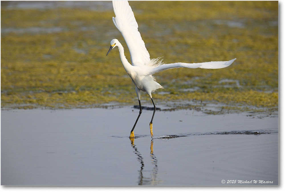 SnowyEgret_ChincoteagueNWR_2025Jun_R5C04518